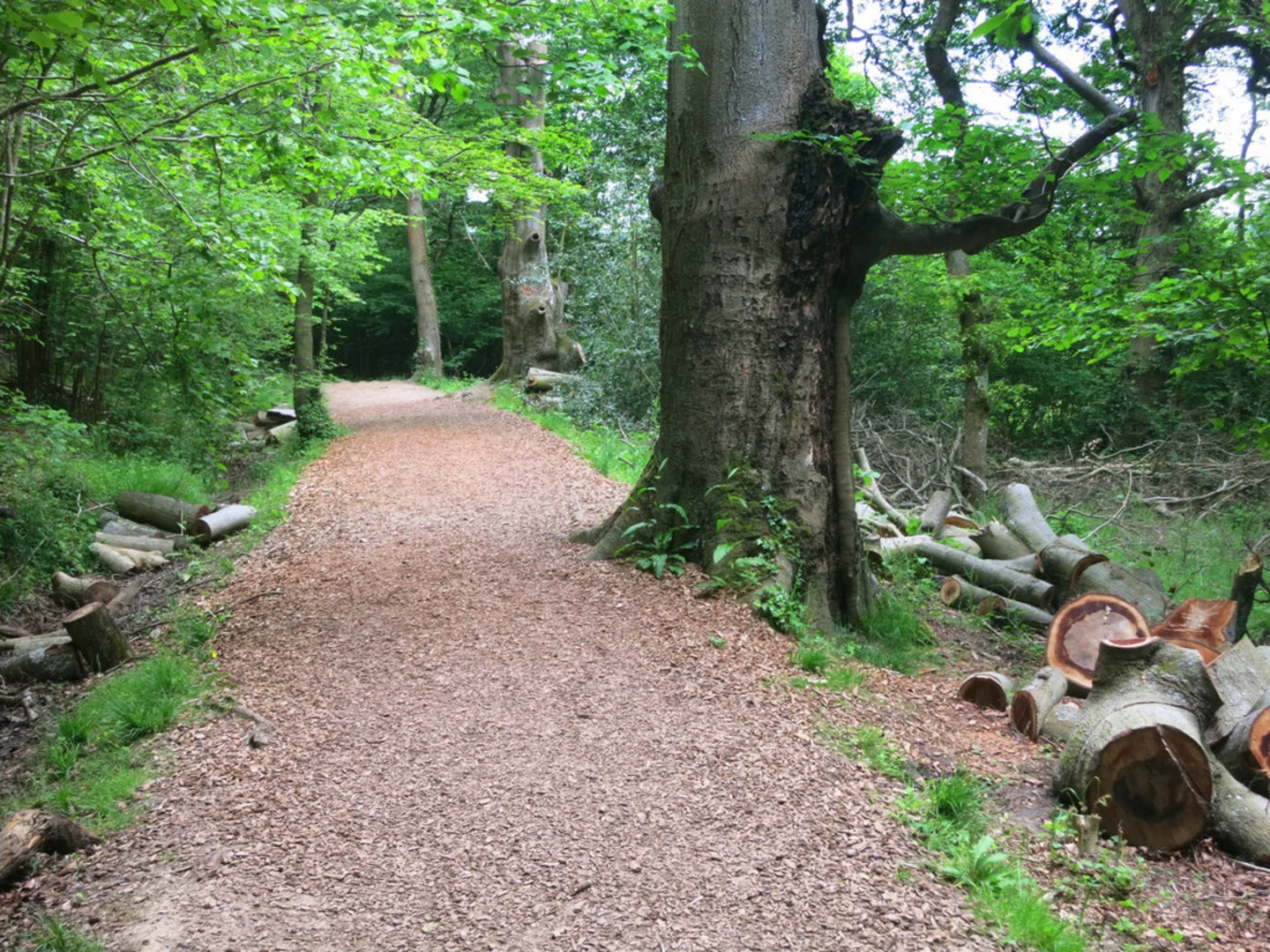 An image depicting the trail Brown and Beech Loop Walk - Morgaston Wood and its surrounding area.