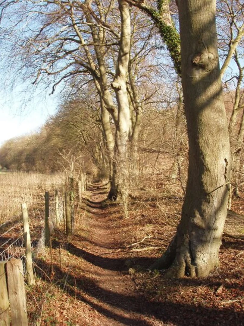 An image depicting the trail Adam's Wood and Fingest Wood via The Chiltern Way and its surrounding area.