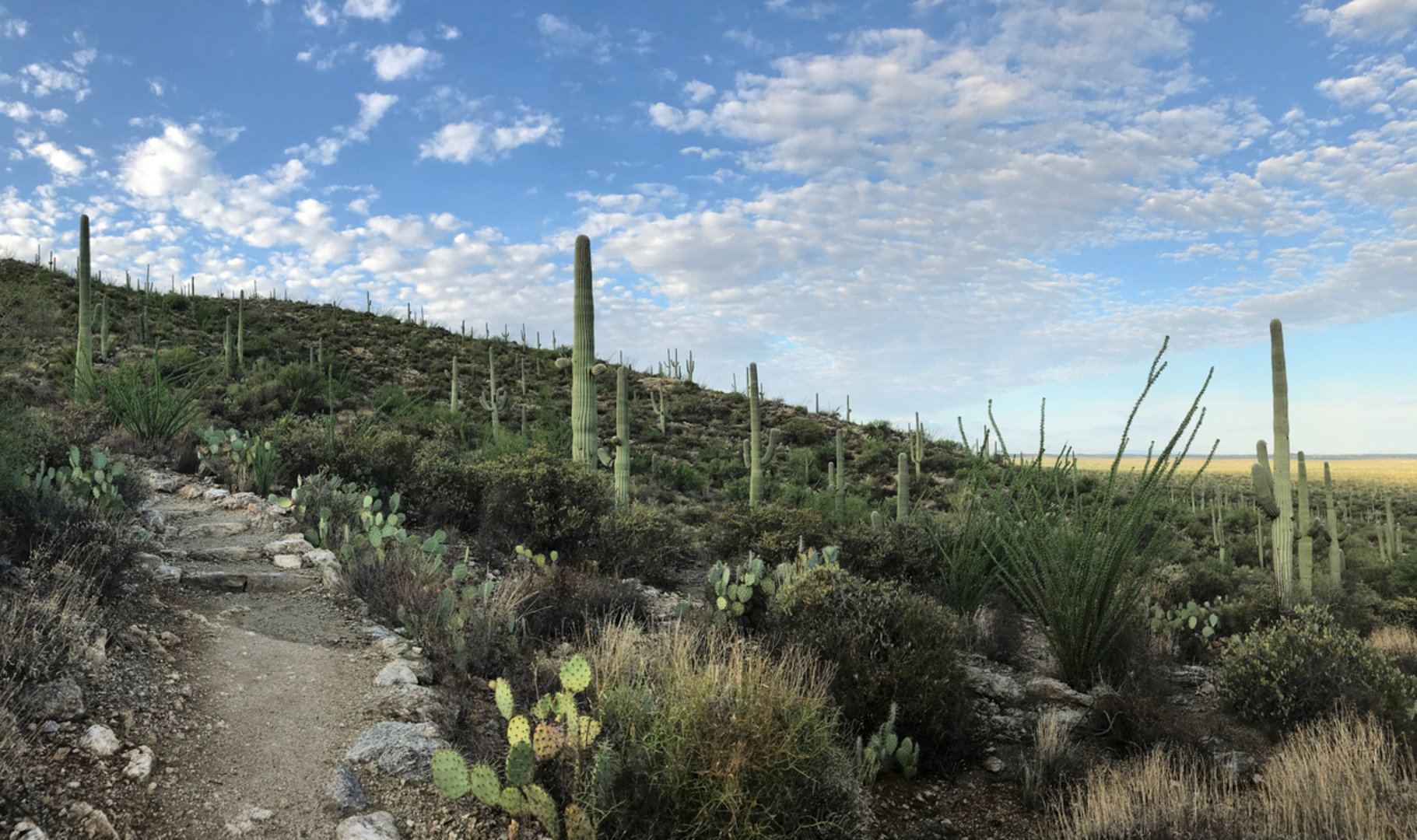 An image depicting the trail Carrillo Trail via Douglas Spring Trail and its surrounding area.