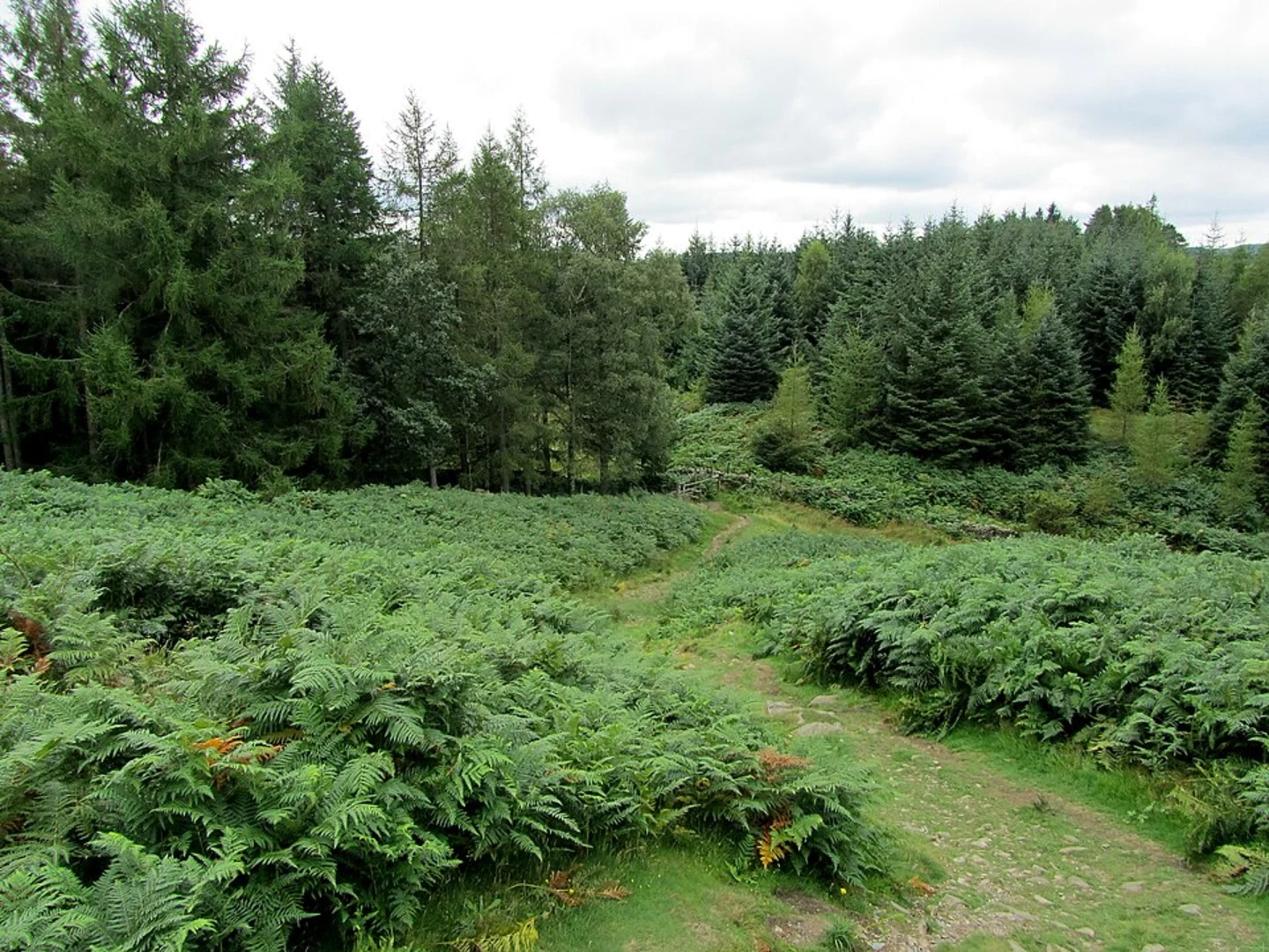 An image depicting the trail Latterbarrow Loop and its surrounding area.