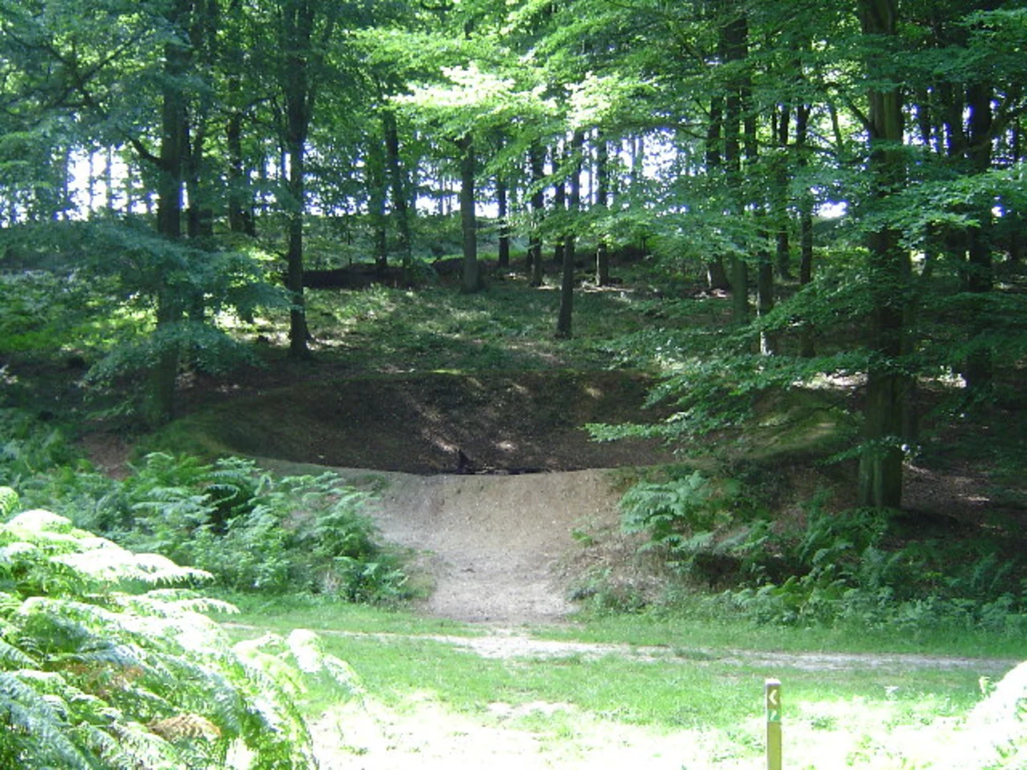 An image depicting the trail King's Wood South Loop and its surrounding area.