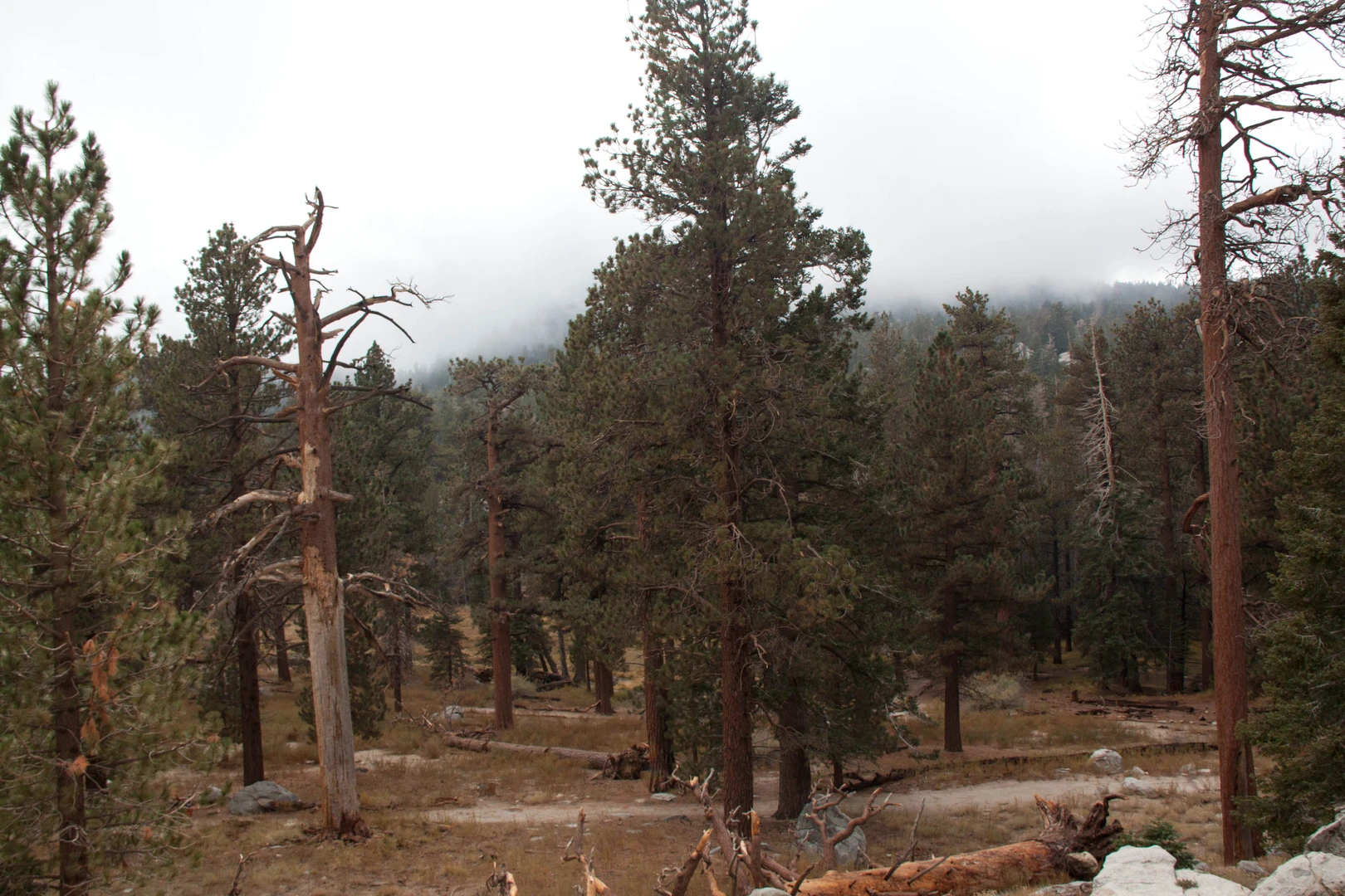 An image depicting the trail Sawmill Flats and Stone Creek Trail and its surrounding area.