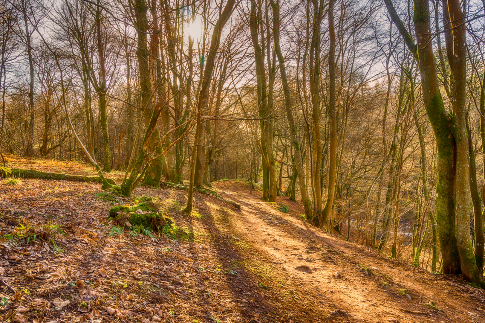 An image depicting the trail Hermitage and Mine Wood - Bridge of Allan and its surrounding area.
