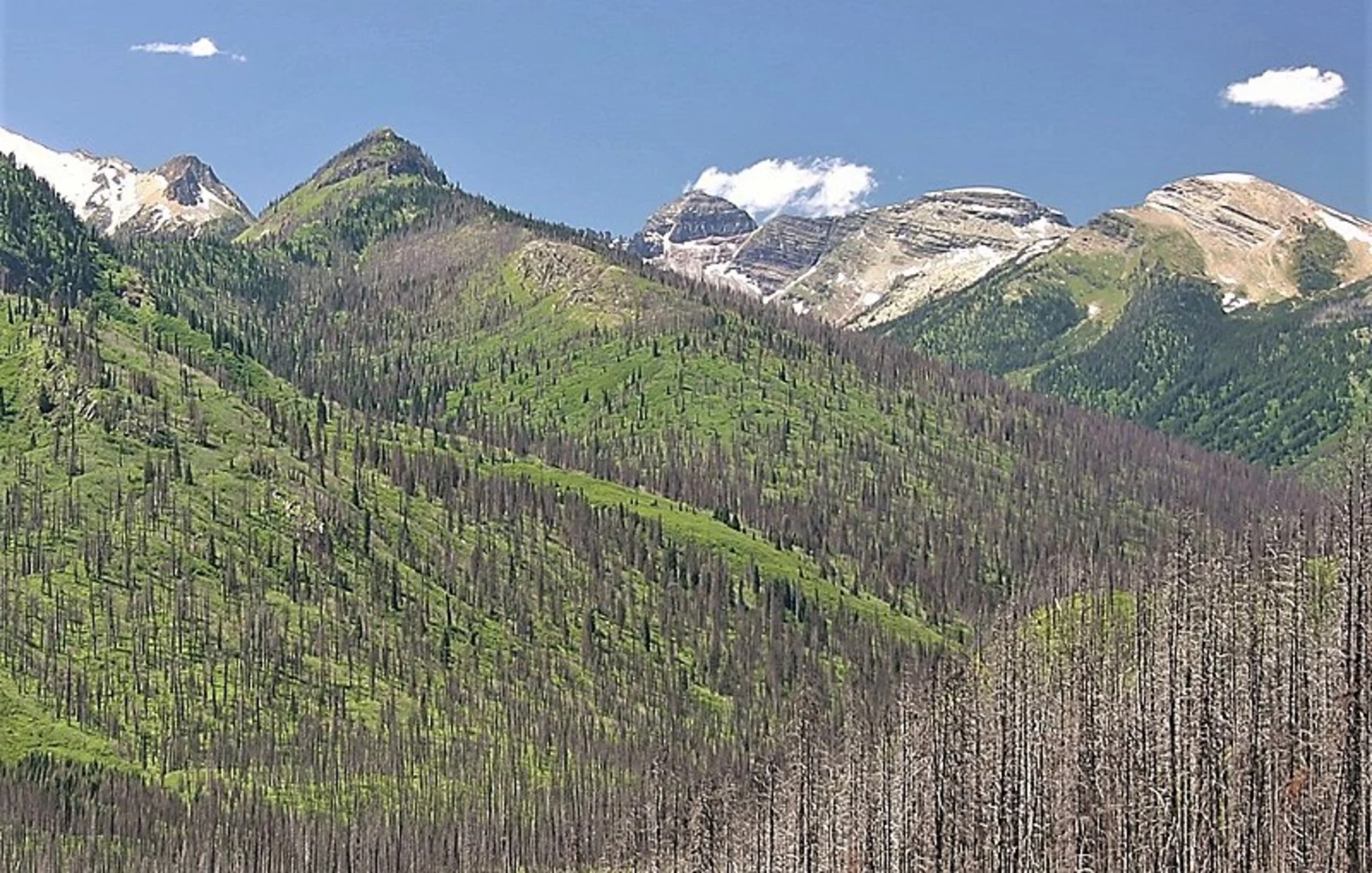 An image depicting the trail Logging Lake Trail and its surrounding area.
