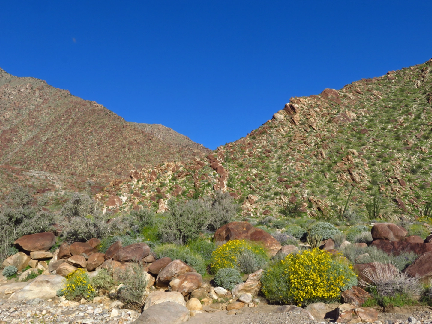 An image depicting the trail Borrego Palm Canyon Loop Trail and its surrounding area.