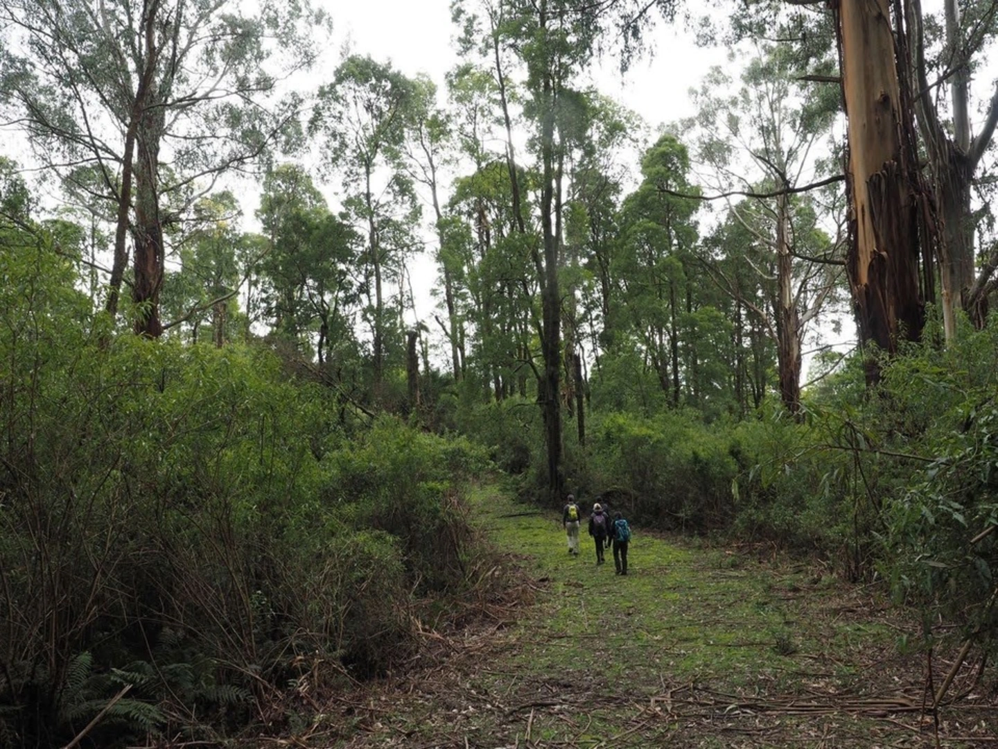 An image depicting the trail Mount Worth Waterfall Bower Circuit and its surrounding area.
