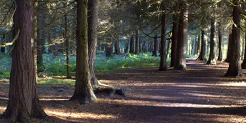 An image depicting the trail Marl Bog - Forest Walk and its surrounding area.