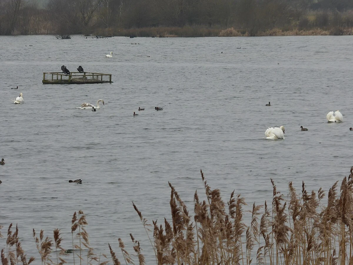 Sailing Lake and Titchmarsh NR Loop