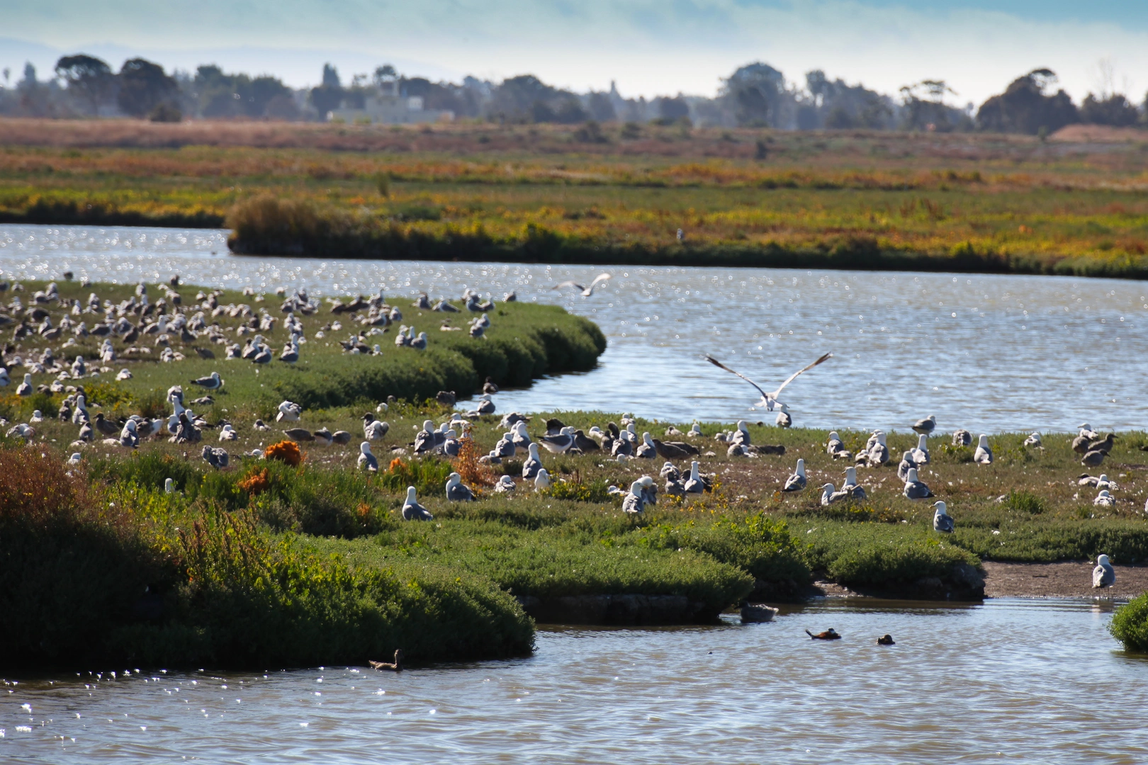 An image depicting the trail San Francisco Bay and Adobe Creek Trail and its surrounding area.