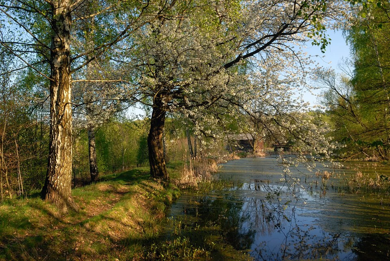 An image depicting the trail Blankenberg and Waldhaus Weg and its surrounding area.