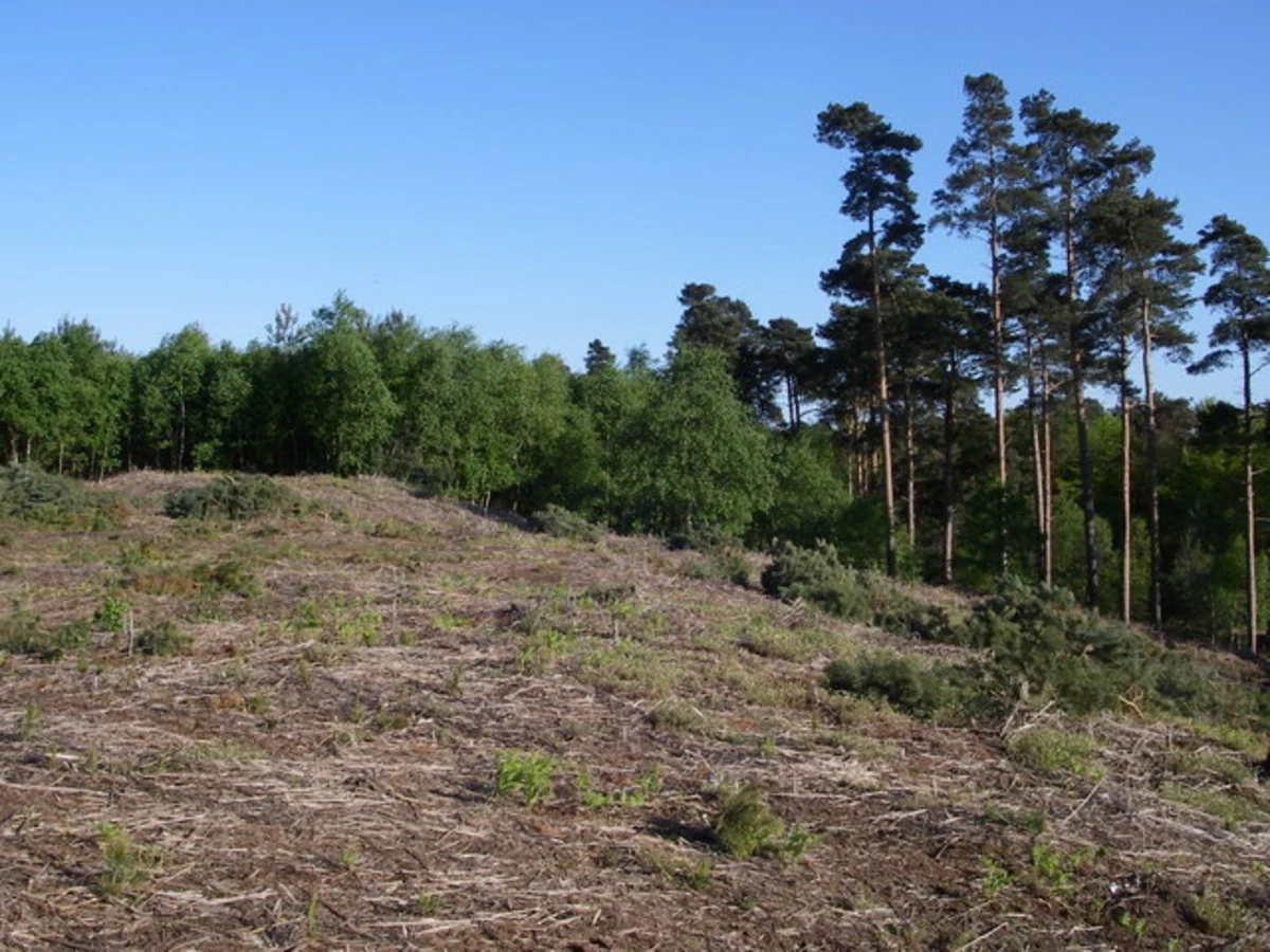 Tunstall Forest Loop Walk