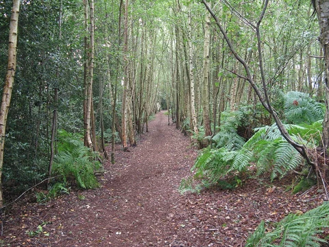 An image depicting the trail Low Heath and Hesworth Common Loop and its surrounding area.