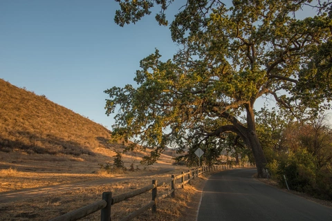 An image depicting the trail Sheep Corral Trail via Upper Las Viregenes Canyon Trail and its surrounding area.