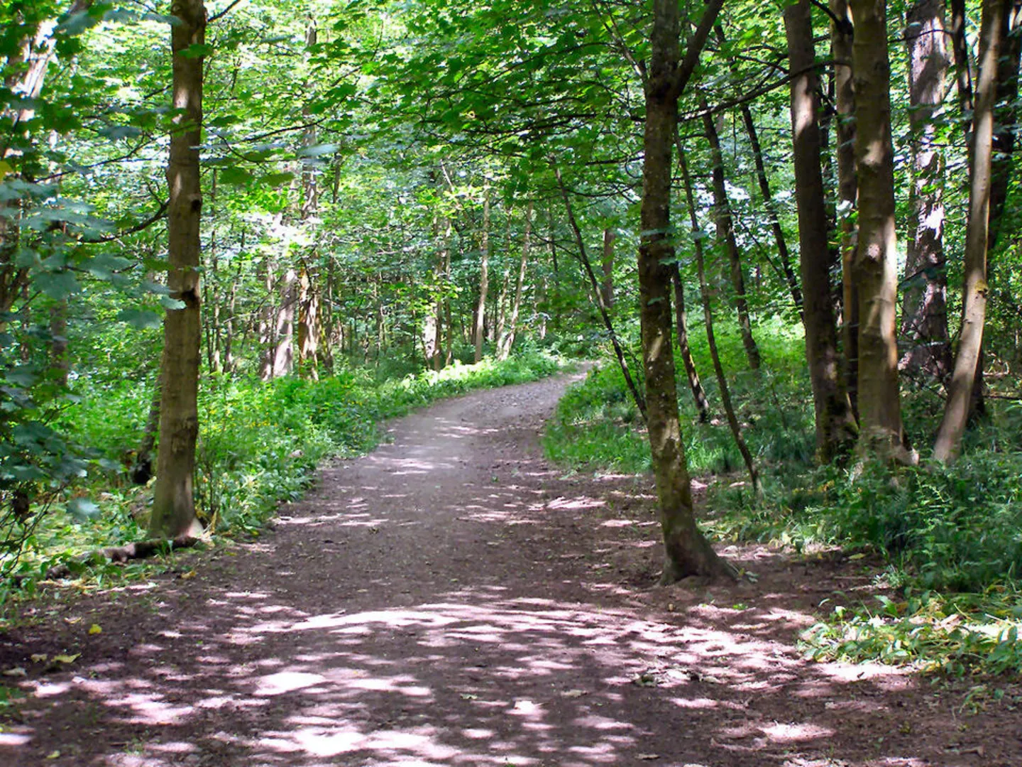 An image depicting the trail Spring Wood Whalley Loop and its surrounding area.