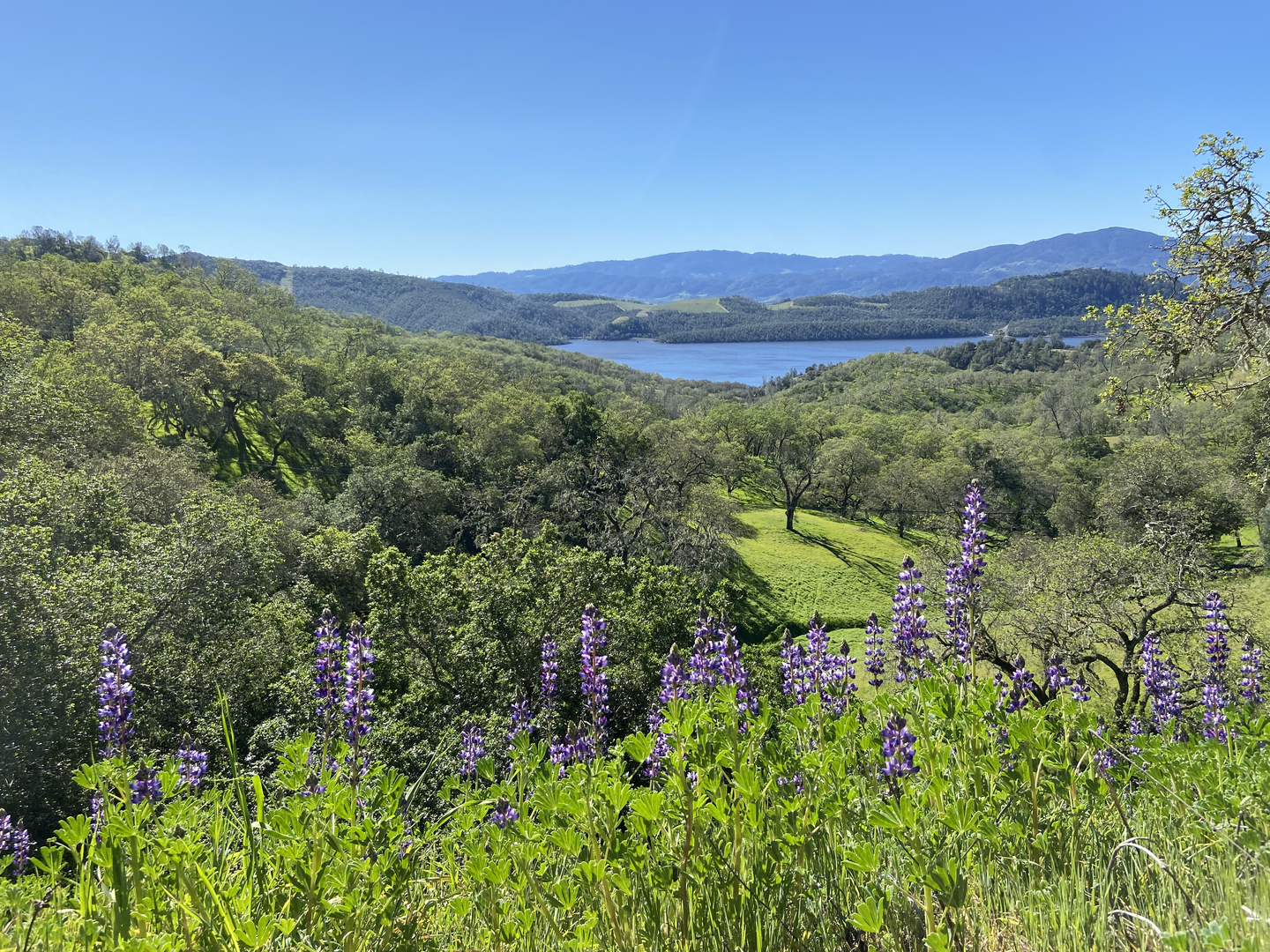 An image depicting the trail Moore Creek and Valentine Vista Loop Trail and its surrounding area.