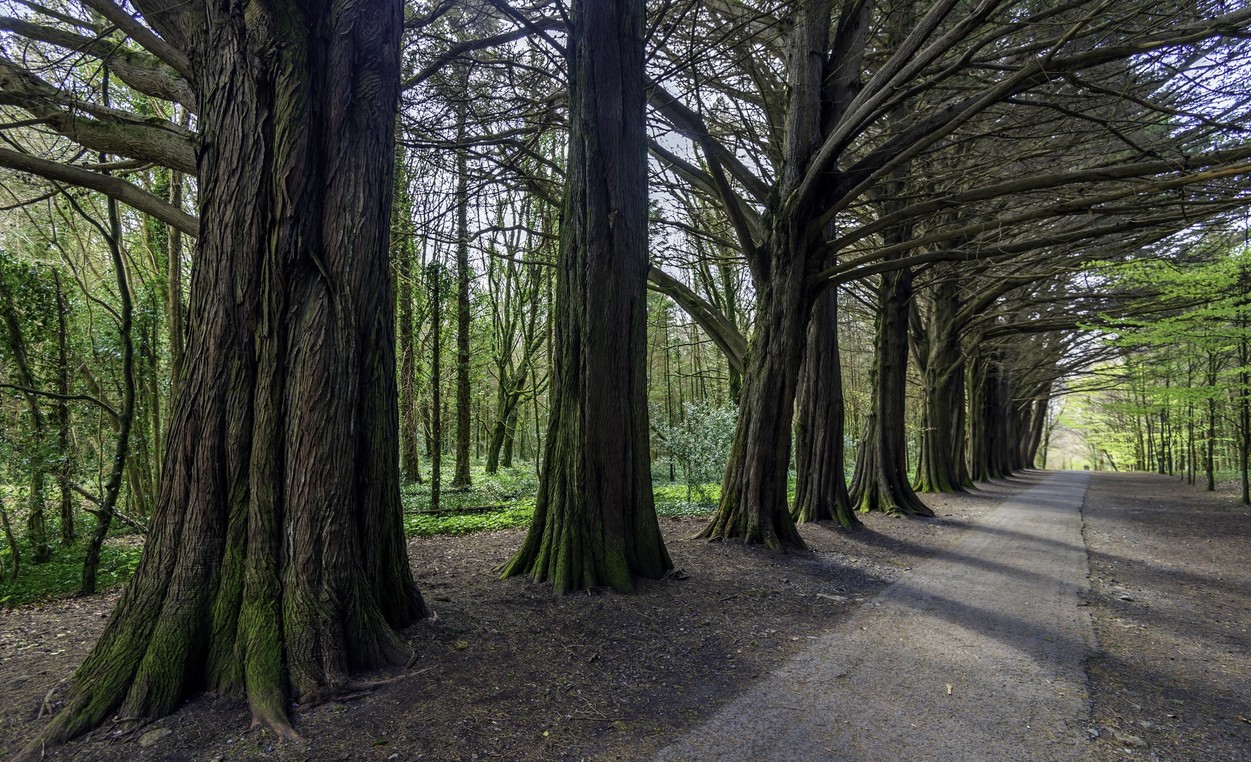 An image depicting the trail Coole Park Family Trail and its surrounding area.
