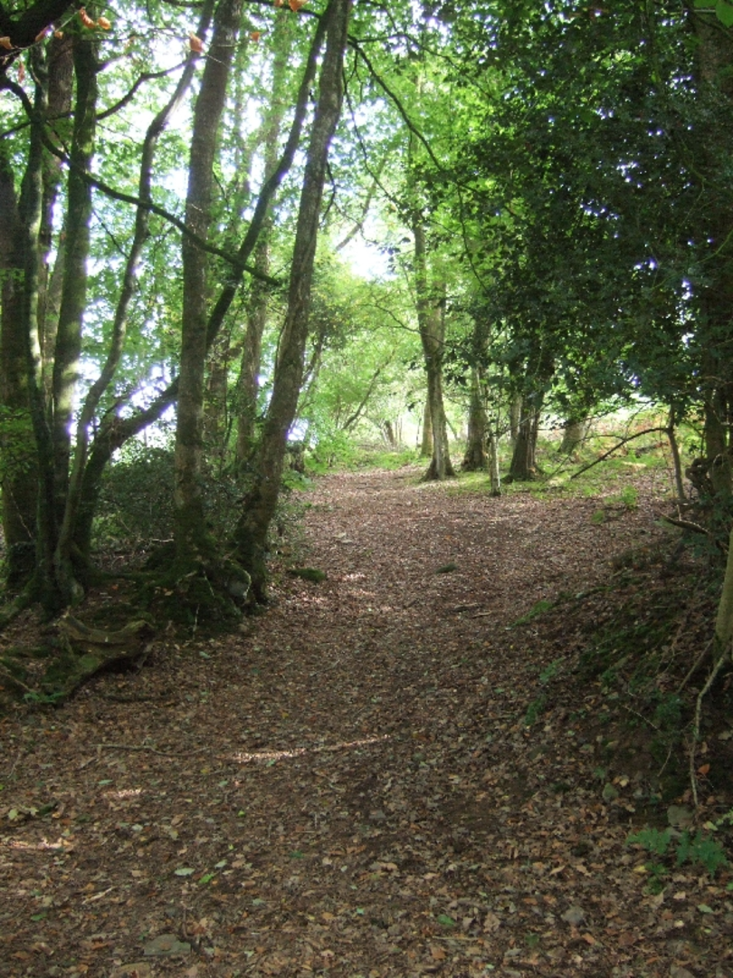 An image depicting the trail Wooston Castle, Charles Wood, River Teign and Hunter's Tor Loop and its surrounding area.