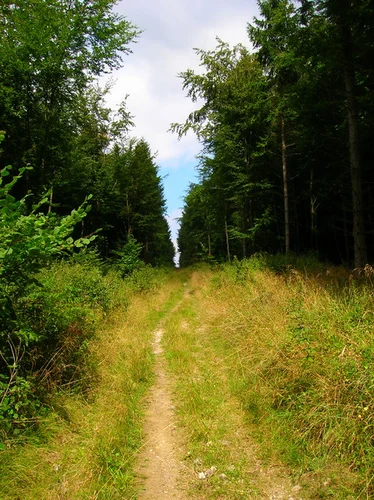 Charlton Forest and Woolavington Down Loop