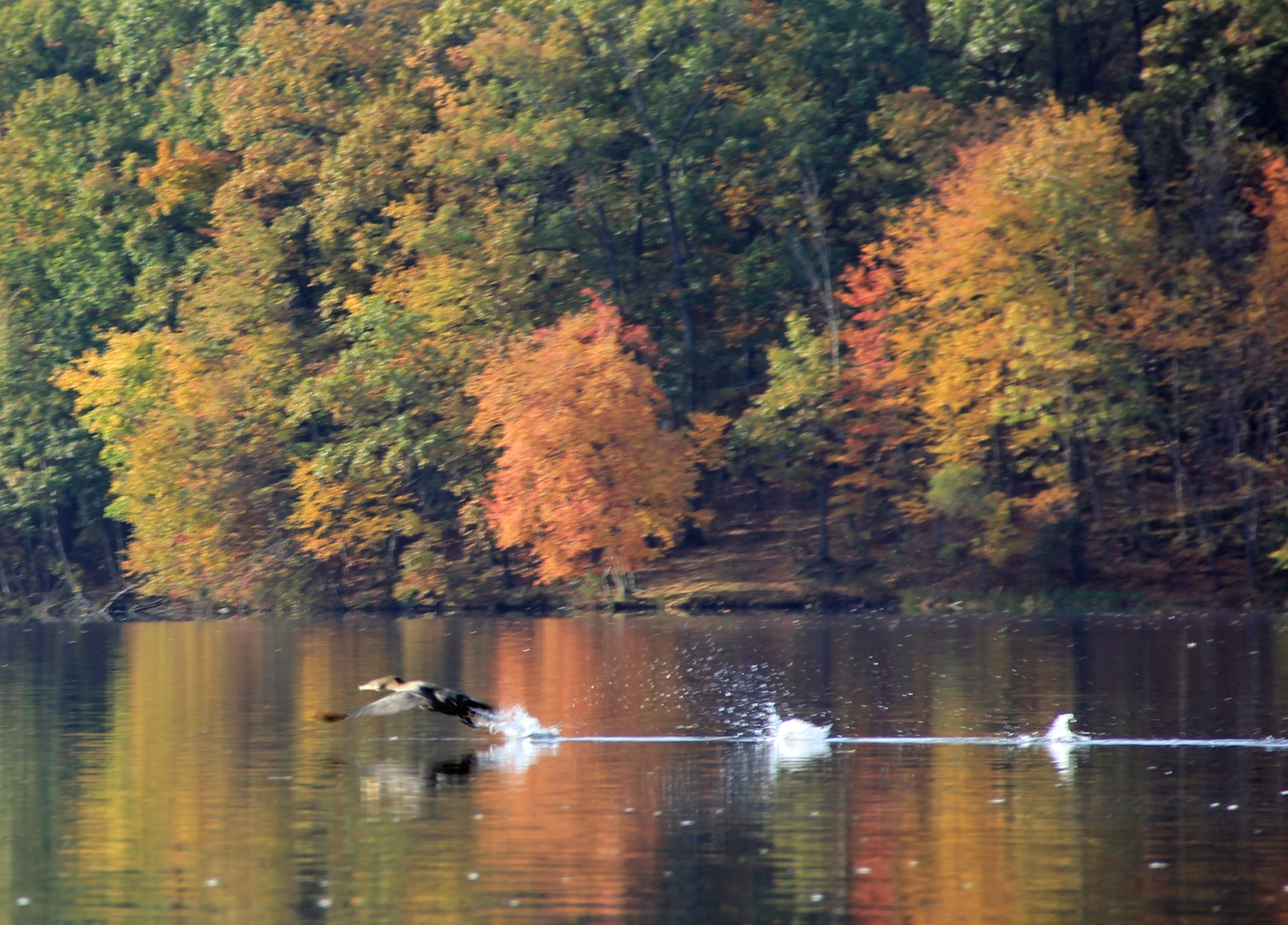 An image depicting the trail Muddy Run Recreation Reservoir Loop Trail and its surrounding area.