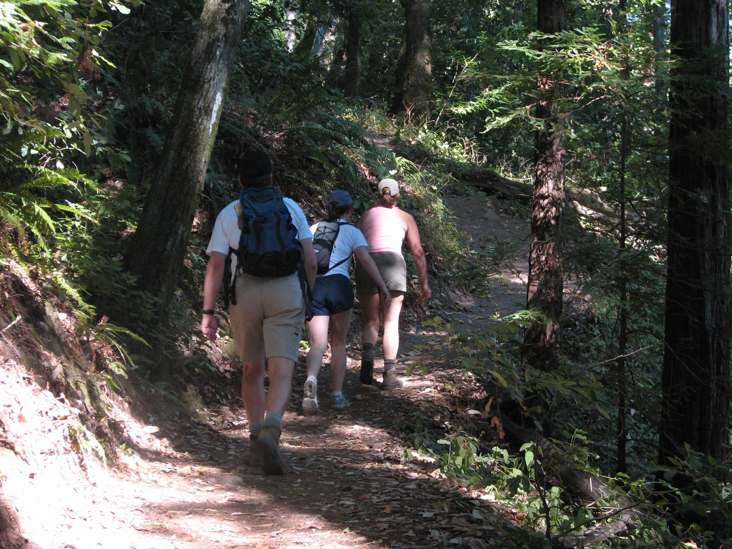 An image depicting the trail Mount Madonna and Manzanita Group Camp via Tank Oak TrailLoop and its surrounding area.
