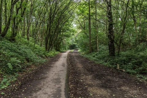 An image depicting the trail Hurst Wood Loop Walk and its surrounding area.