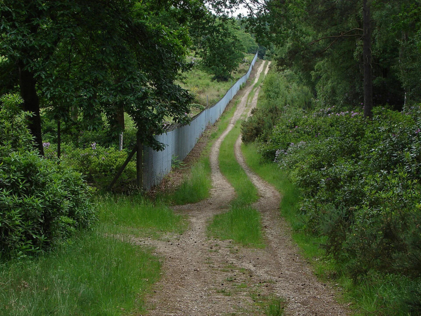 An image depicting the trail Swinley Forest Loop Walk and its surrounding area.