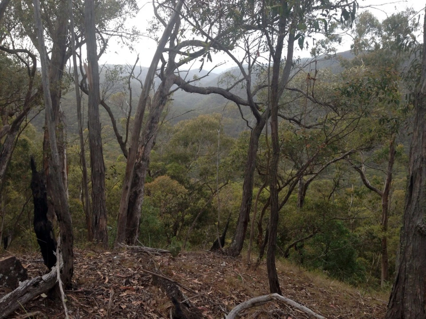 An image depicting the trail Spanish Onion and Lerderderg Track and its surrounding area.