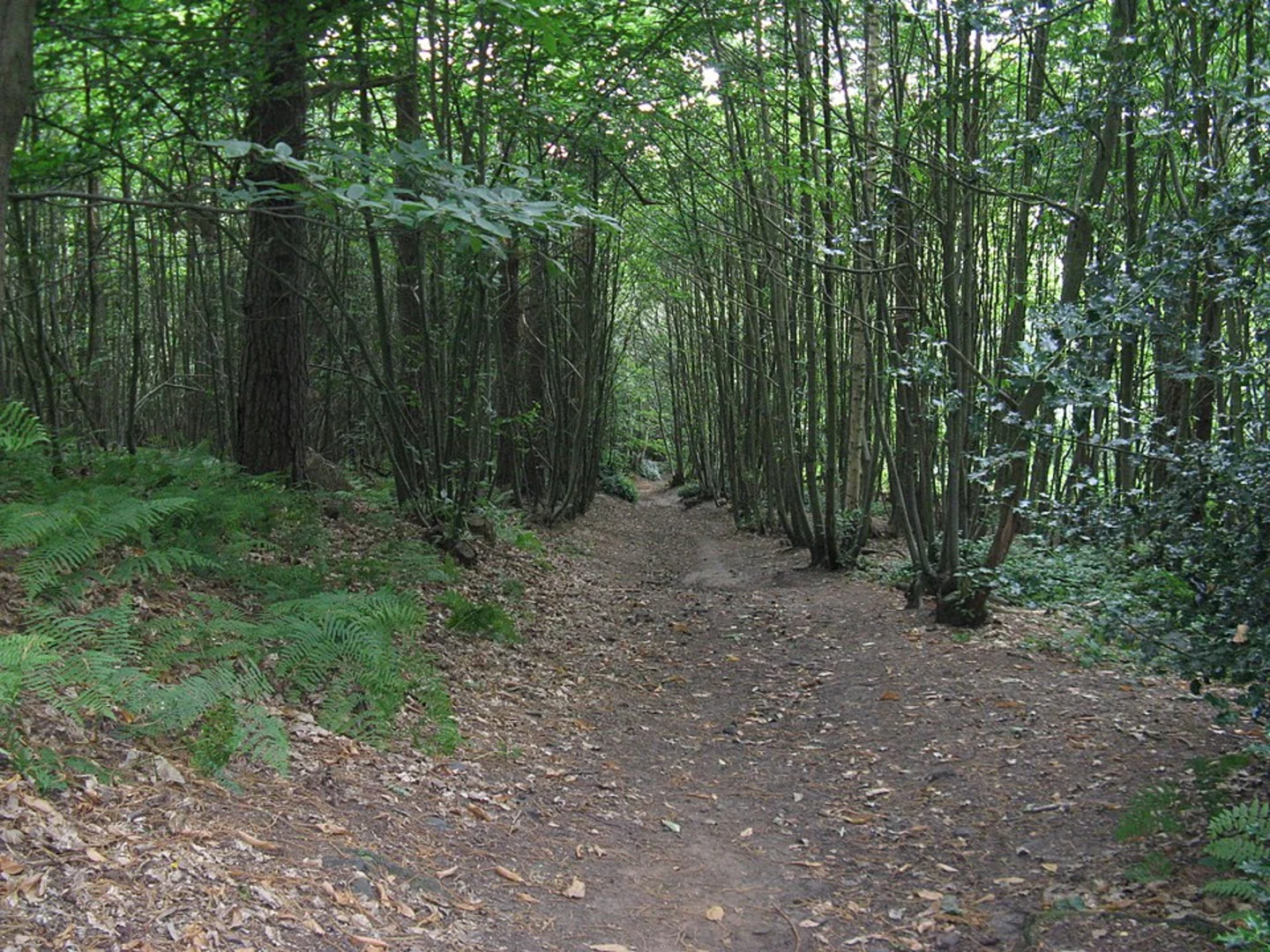 An image depicting the trail Hascombe Circular Walk and its surrounding area.