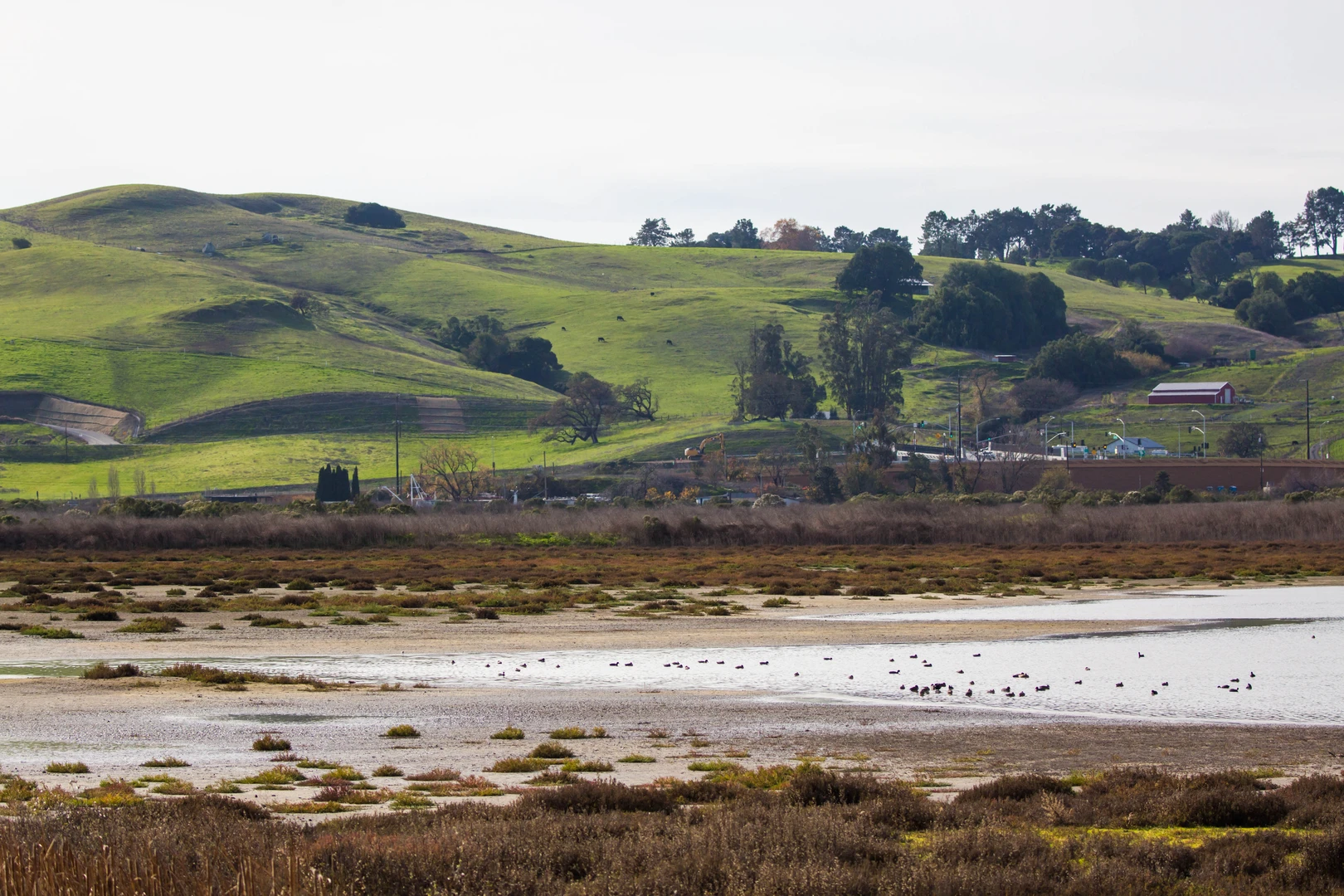 An image depicting the trail Shollenberger Park Loop and its surrounding area.