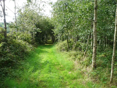 Kilmacoliver Woodland Loop