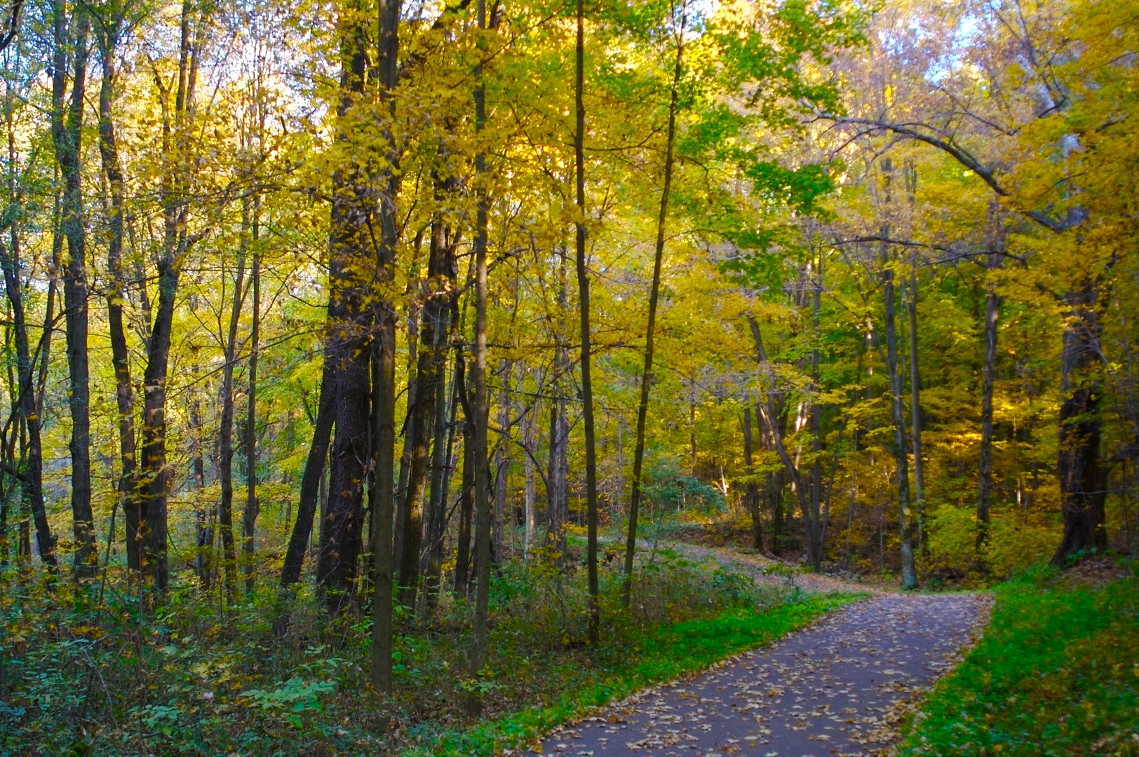 An image depicting the trail Falling Run Loop Trail and its surrounding area.