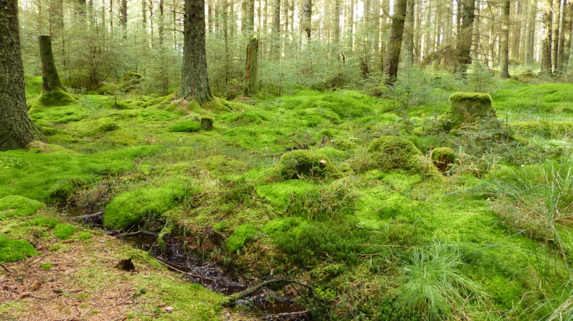 An image depicting the trail The Headland and Bull Crag Peninsula via River Tyne Trail and its surrounding area.