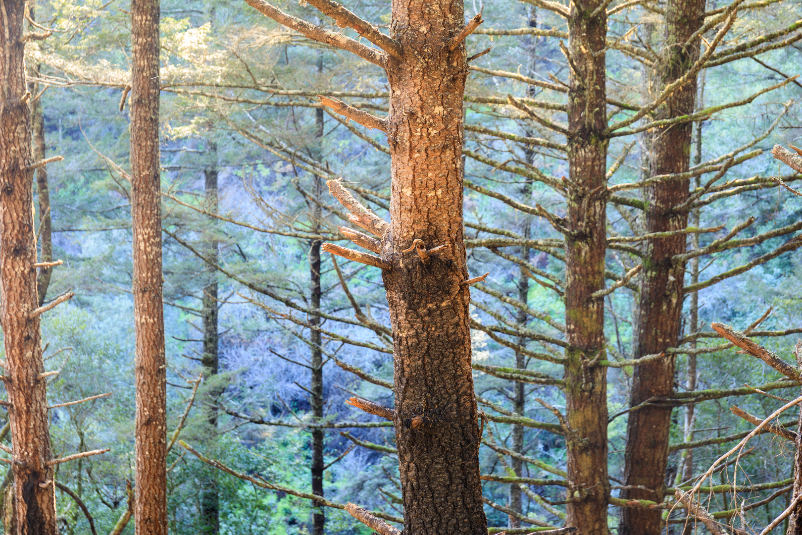 An image depicting the trail Mount Wittenberg Trail and its surrounding area.