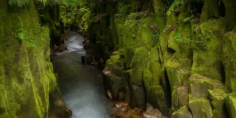 An image depicting the trail Lower Whirinaki Track and its surrounding area.