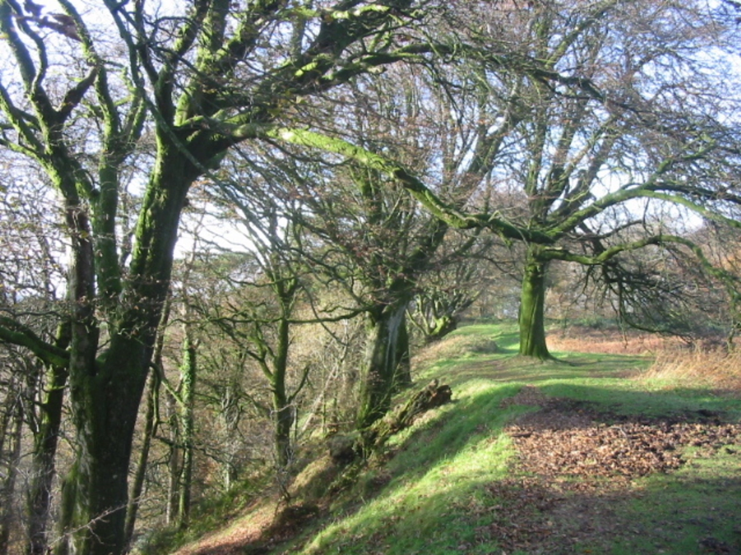 An image depicting the trail Lewesdon Hill Walk and its surrounding area.