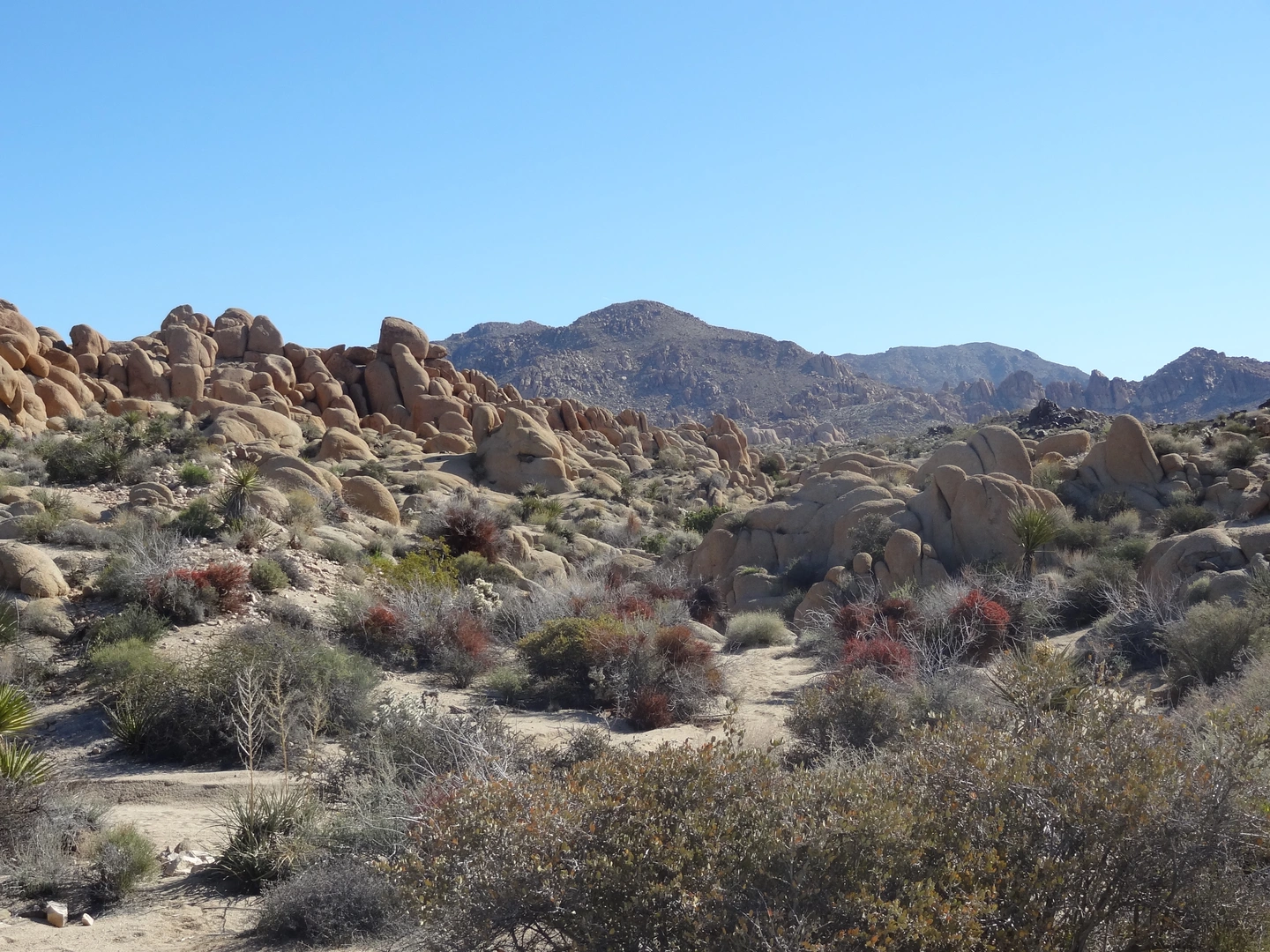 An image depicting the trail Lost Palms Oasis Trail via Mastodon Mine Loop Trail and its surrounding area.