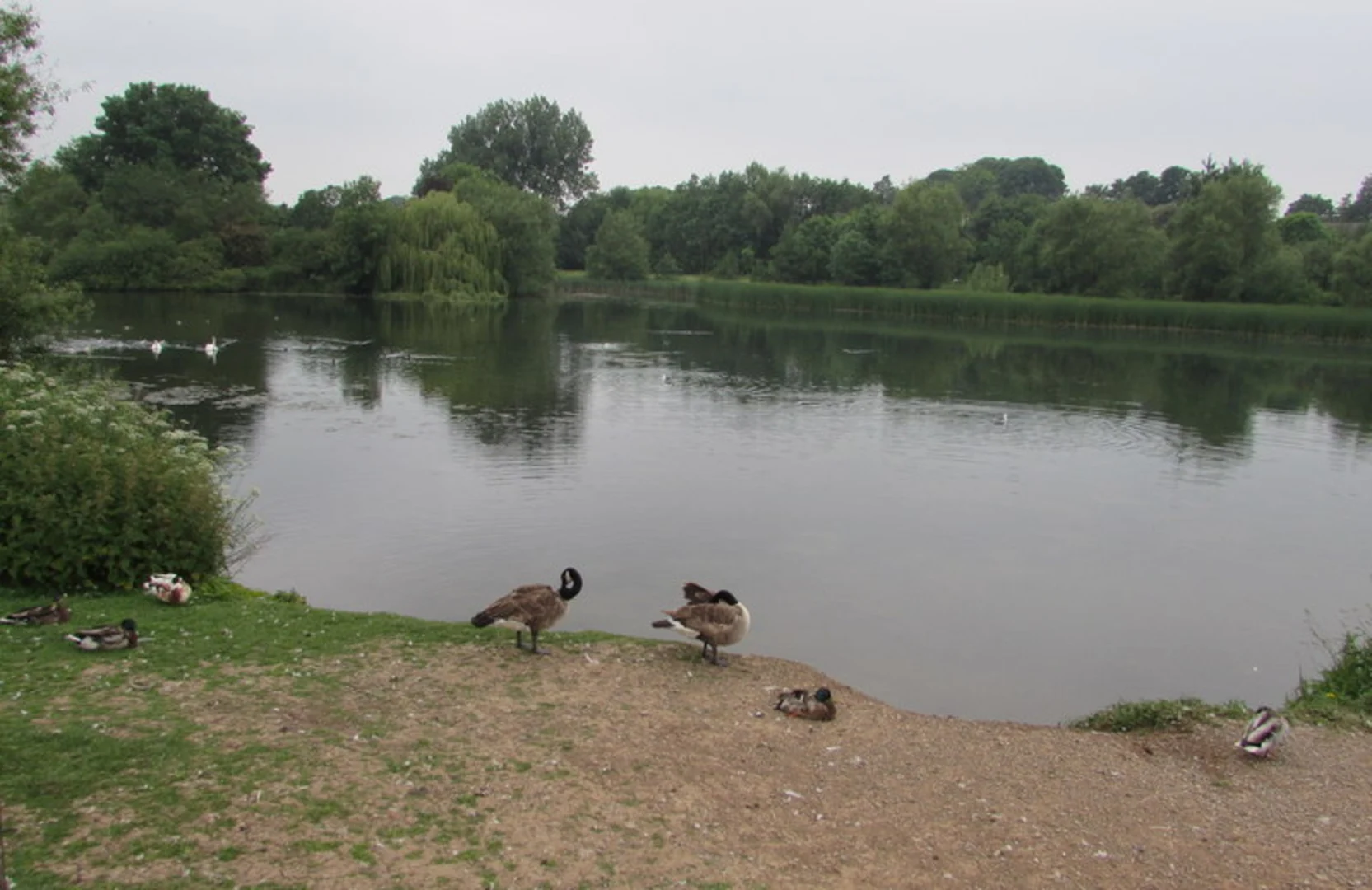 An image depicting the trail Backwell Lake Loop and its surrounding area.